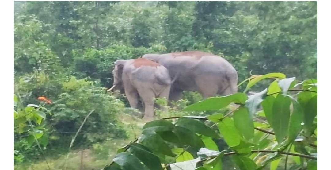 रायगढ़: दल से भटककर हाथी पहुंचा लैलूंगा,मचा अफरा– तफरी..