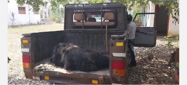 जंगल में एक मादा भालू की मौत,वन विभाग ने पोस्टमार्टम के लिए भेजा शव