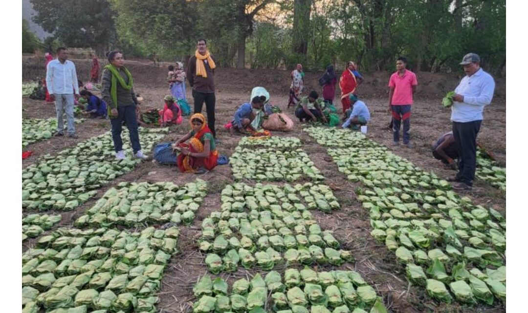 प्रतिकूल मौसम में भी तेन्दूपत्ता संग्रहण में उत्साह