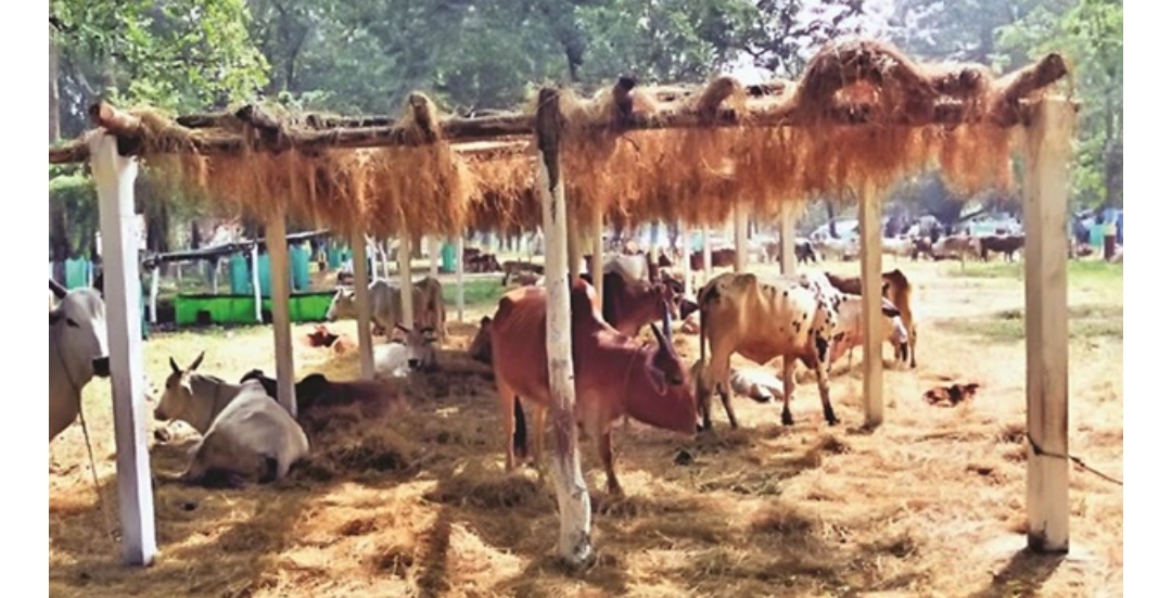 रायपुर: बेसहारा गोवंशों की सुरक्षा के लिए गोवंश अभ्यारण्य योजना