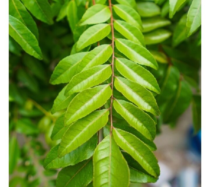 औषधीय गुणों से भरपूर करी पत्ता सेहत के लिए है काफी फायदेमंद