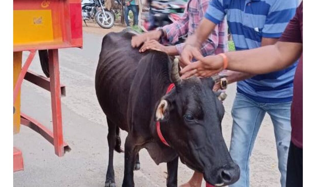 दुर्घटना से बचाने मवेशियों को लगाया जा रहा रेडियम बेल्ट