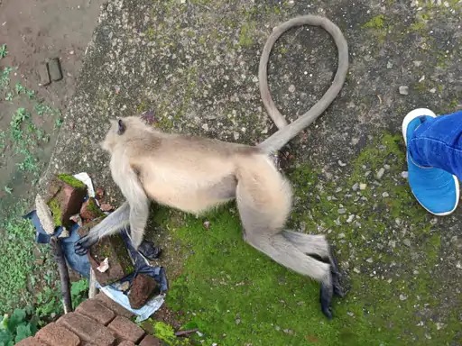 बंदर की गोली मारकर हत्या छत पर उधम-कूद मचा रहे थे मंकी, युवक ने नाक पर की फायरिंग, मौके पर मौत