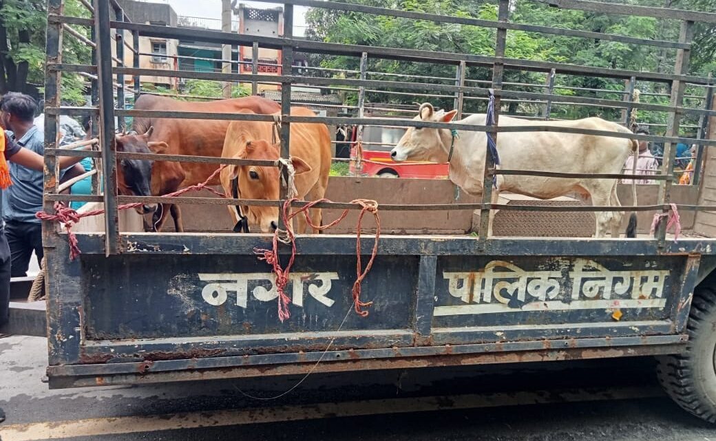 निगम द्वारा लगातार किया जा रहा सड़कों से मवेशी हटाने का कार्य