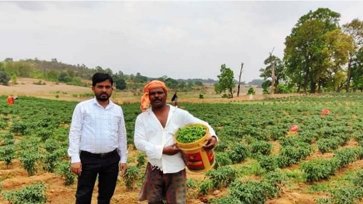 मिर्च की बम्पर पैदावार से अमलू के आय में हुई बढ़ोत्तरी..कृषक हुए प्रोत्साहित