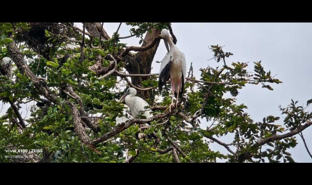 प्रवासी पक्षियों की सुरक्षा में लापरवाही बरत रहा वन विभाग