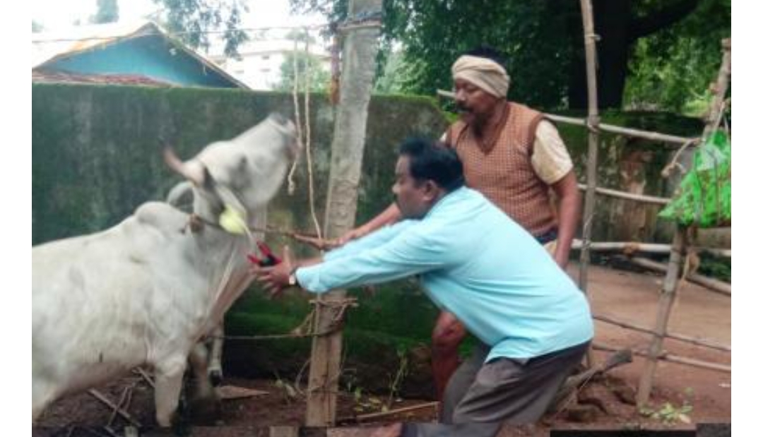 छत्तीसगढ़: सड़कों पर आवारा पशुओं की जमावड़ा को हटाने के दल गठन कर की जा रही कार्यवाही