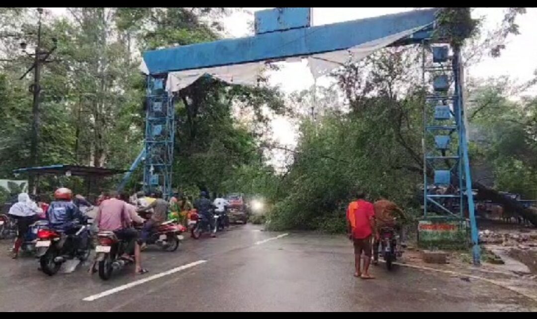 कोरबा-बालको मुख्य मार्ग पर विशालकाय वृक्ष के गिरने से आवागमन हुआ बाधित