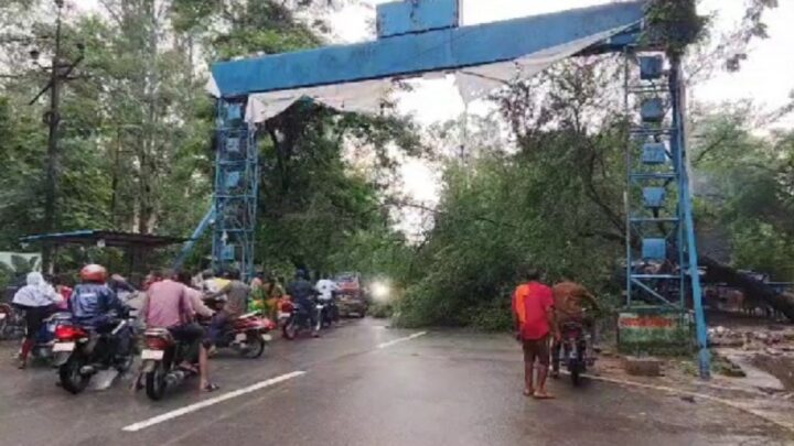 कोरबा-बालको मुख्य मार्ग पर विशालकाय वृक्ष के गिरने से आवागमन हुआ बाधित