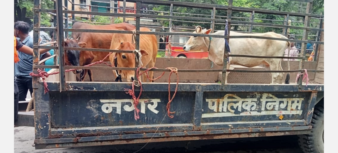 कोरबा: सड़कों से मवेशी हटाने का कार्य लगातार जारी, पशुपालको को हिदायत – सड़को पर न छोड़े अपने मवेशी