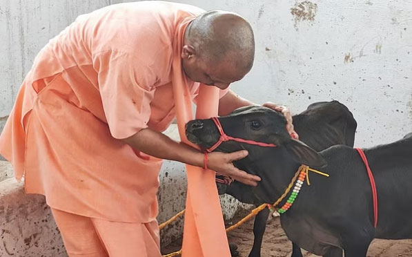 गोरखनाथ मंदिर में आईं छोटी-छोटी गैया, सीएम योगी ने पुंगनूर गाय को खूब दुलारा