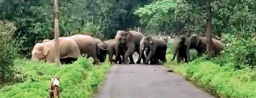 कोरबा जिला वनमंडल में 108 हाथी की मौजूदगी