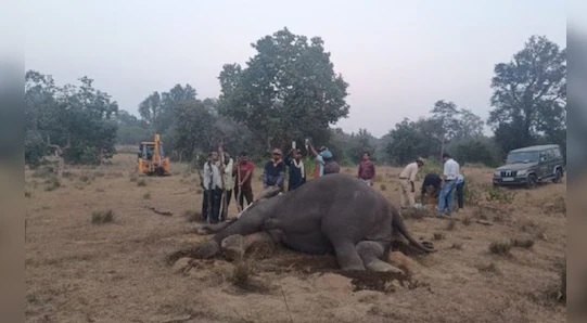 बांधवगढ़ टाइगर रिजर्व में हाथियों की मौत मामले की जांच करेगी केंद्र सरकार