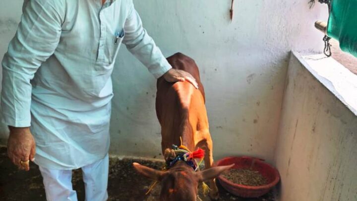 गौवंश के प्रति श्रद्धा, भक्ति और समर्पण का पर्व है गोवर्धन पूजा : बजाज