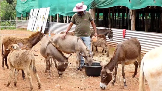 7000 रुपए लीटर में बिक रहा गधी का दूध, हैदराबाद-बेंगलुरु में जबरदस्त मांग