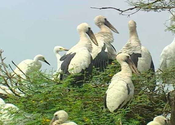 ठंड की दस्तक के साथ ही घर लौटने लगे अप्रवासी पक्षी