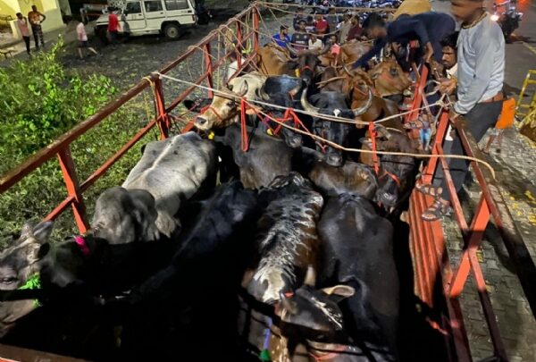 राजगढ़ः ट्रक में क्रूरतापूर्वक भरे 17 गौवंश और कच्ची शराब जब्त