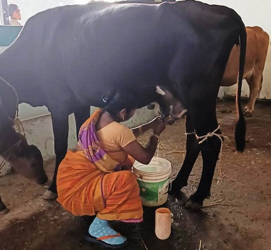 गौपालन से किसानों की हो रही है आय संवृद्धि