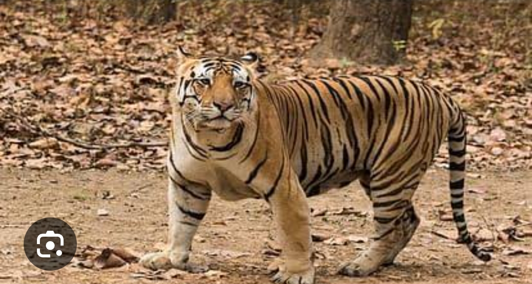 लकड़ी काटने गया शख्स पर बाघ ने किया हमला, मौत