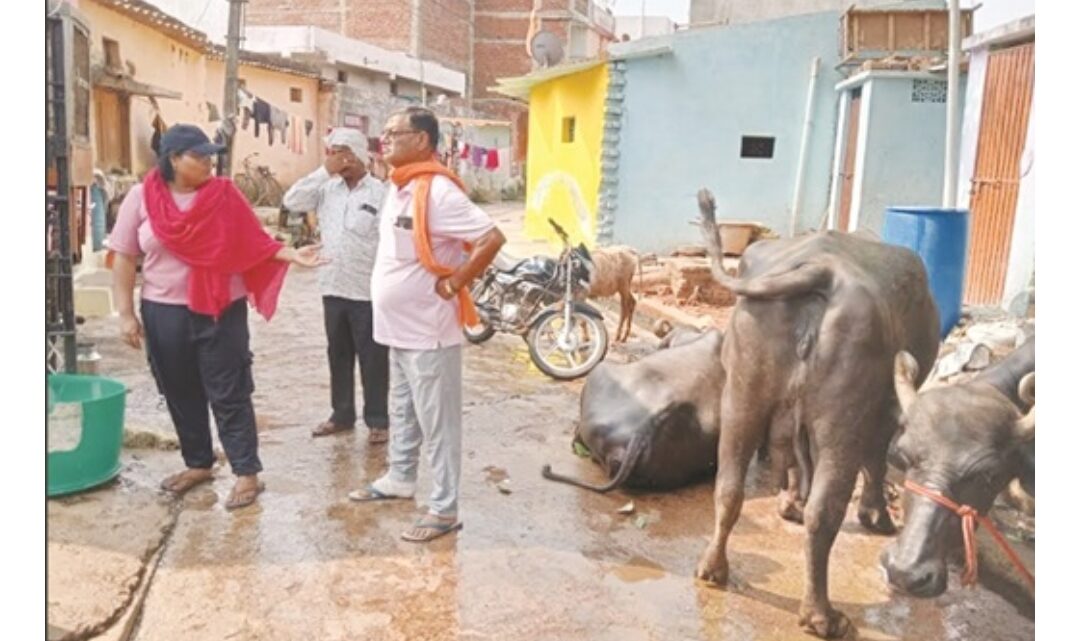 गंदगी फैला रहे भैंस खटालों पर भिलाई निगम ने की कार्रवाई