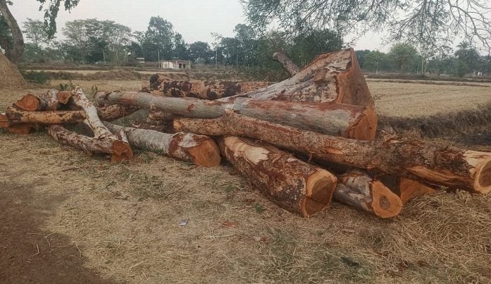 सीतापुर में अंतर्राज्यीय लकड़ी तस्करों का गिरोह सक्रिय, बिना अनुमति कर रहे कटाई