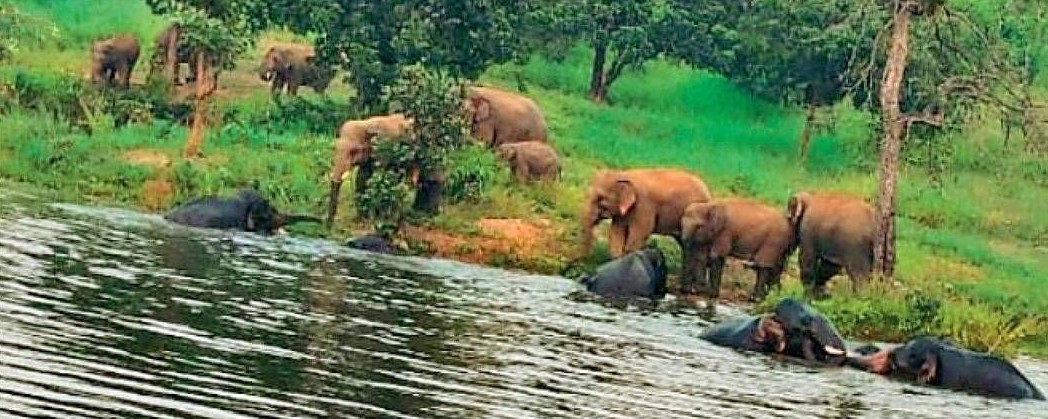 कोरबा: ग्राम एतमानगर क्षेत्र में 49 हाथी ने की कारीछापर में 10 एकड़ फसल की चट करके तालाब में की मस्ती