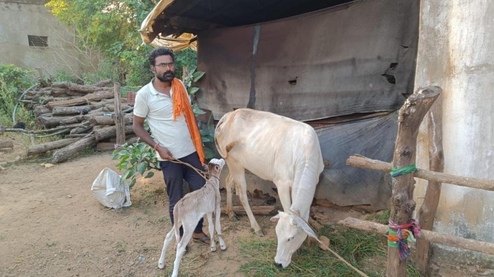 पशु चिकित्सकों ने बचाई गाय-बछड़े की जान