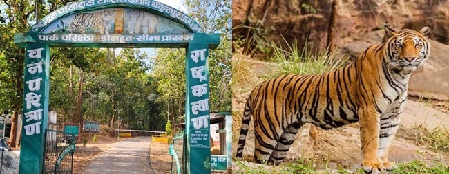 गुरू घासीदास-तमोर पिंगला बना देश का 56वां टाइगर रिजर्व