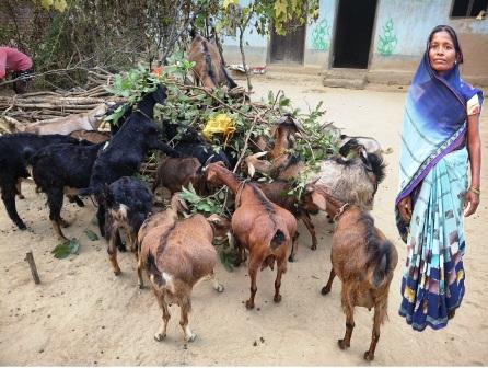 सबिता दीदी ग्रामीण उद्यमिता की बनी मिसाल, बकरी पालन से खड़ा किया व्यवसाय सबिता दीदी ग्रामीण उद्यमिता की बनी मिसाल, बकरी पालन से खड़ा किया व्यवसाय