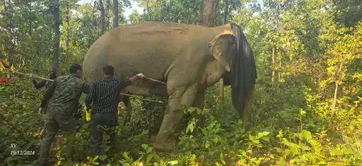 विगत दिनों घायल हुए हाथी का ट्रेंकुलाइज कर किया गया उपचार