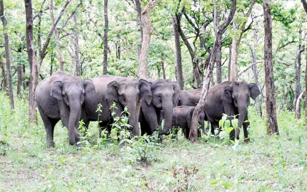 कोरबा: हाथियों ने डेरा जमाया ग्राम पीडिया के जंगल में