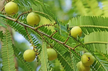 सुबह खाली पेट आंवला के पत्ते खाने के फायदे