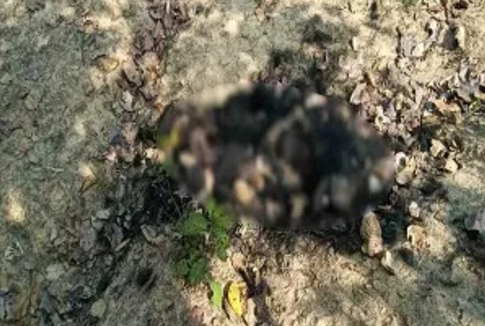 जंगल में मिला भालू का क्षत-विक्षत शव, कई अंगों के गायब होने से शिकार की जताई जा रही आशंका… जंगल में मिला भालू का क्षत-विक्षत शव, कई अंगों के गायब होने से शिकार की जताई जा रही आशंका…