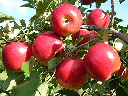 Health Tips: गर्मियों में कब खाना चाहिए सेब?