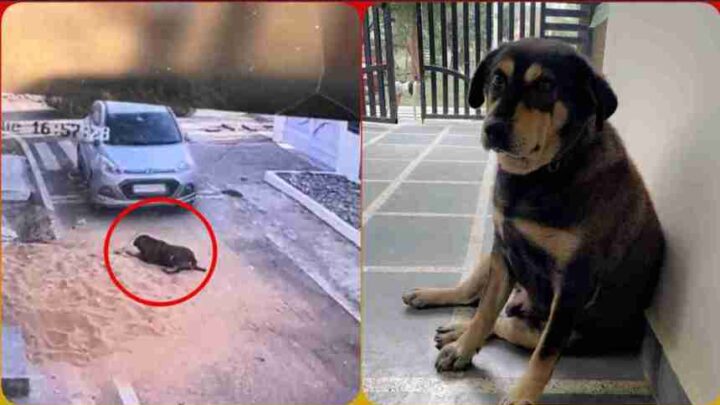OMG! रेलवे इंजीनियर ने क्रूरता की हदें की पार, पड़ोसी के कुत्ते को कार से रौंदा, तड़प-तड़प कर तोड़ा दम