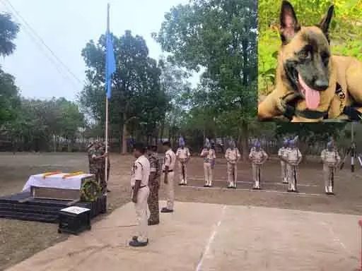 IED बम तलाशते समय मधुमक्खियों के हमले से CRPF के स्निफर डॉग K-9 रोले की मौत… IED बम तलाशते समय मधुमक्खियों के हमले से CRPF के स्निफर डॉग K-9 रोले की मौत…