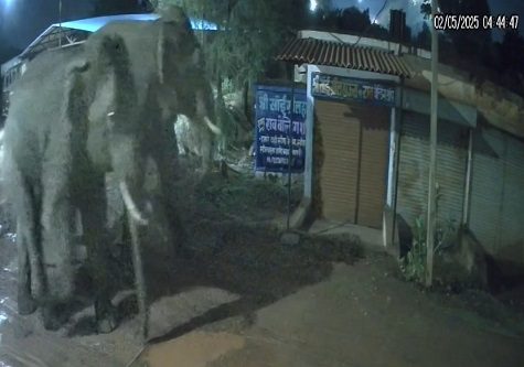 हाथियों का आतंक: दो जिलों में हमले, 2 की मौत, सीसीटीवी में कैद हुई दहशत हाथियों का आतंक: दो जिलों में हमले, 2 की मौत, सीसीटीवी में कैद हुई दहशत