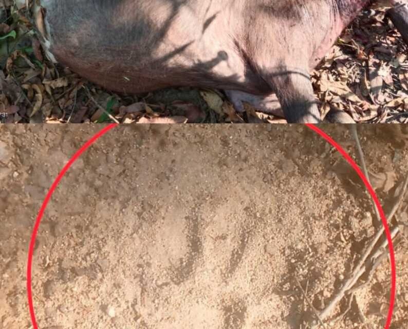 बाघ की दस्तक से दहशत व्याप्त बाघ की दस्तक से दहशत व्याप्त