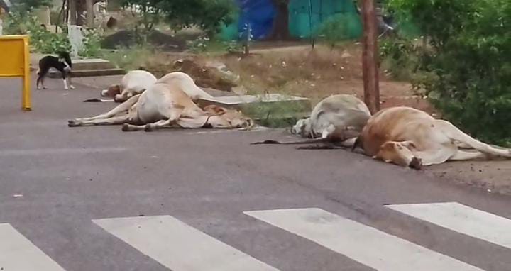 दर्दनाक हादसा: 7 मवेशियों की मौत, गौ सेवकों ने दर्ज कराई रिपोर्ट दर्दनाक हादसा: 7 मवेशियों की मौत, गौ सेवकों ने दर्ज कराई रिपोर्ट