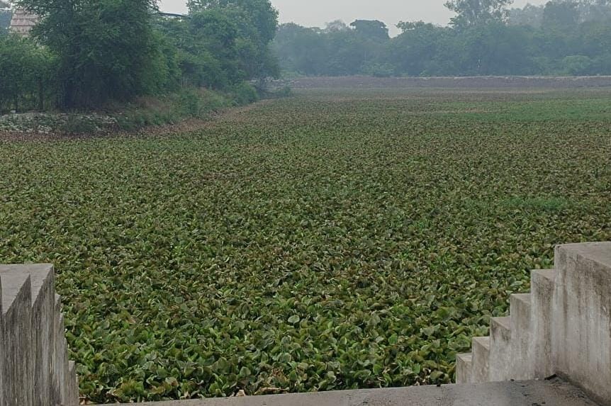 कोरबा: एसईसीएल दीपका क्षेत्र में जलकुंभी और नालियों की सफाई की मांग कोरबा: एसईसीएल दीपका क्षेत्र में जलकुंभी और नालियों की सफाई की मांग