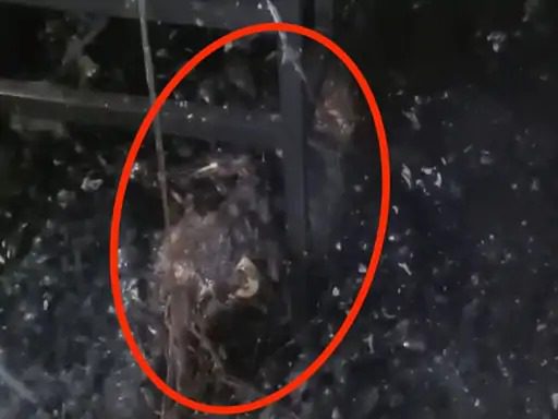 रायपुर में UP के 2 मजदूर जिंदा जले, खाना बनाते समय लगी आग, हड्डियां भी गली रायपुर में UP के 2 मजदूर जिंदा जले, खाना बनाते समय लगी आग, हड्डियां भी गली